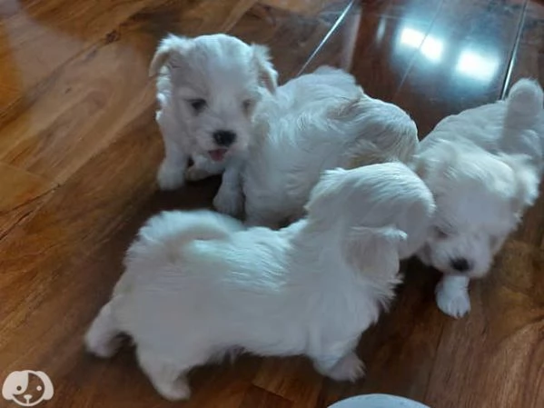Maltese toy cuccioli | Foto 1