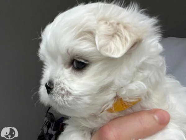 Maltese toy cuccioli | Foto 0