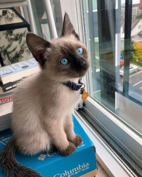 Siamesi gattini per ladozione e il rihoming