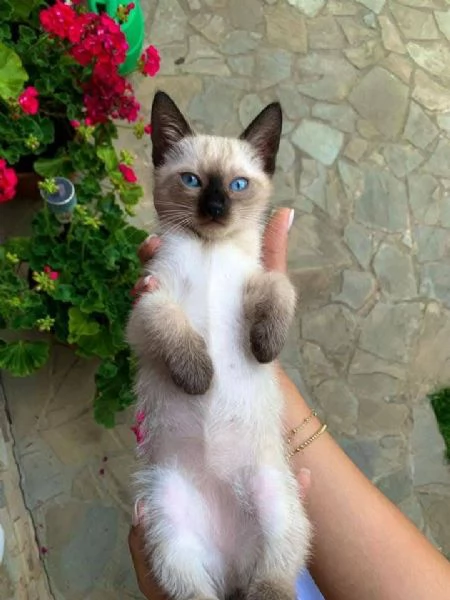 Siamesi gattini per ladozione e il rihoming | Foto 1