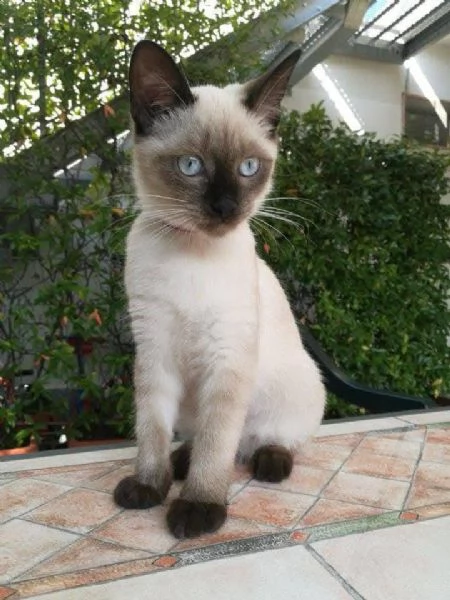 Siamesi gattini per ladozione e il rihoming | Foto 0