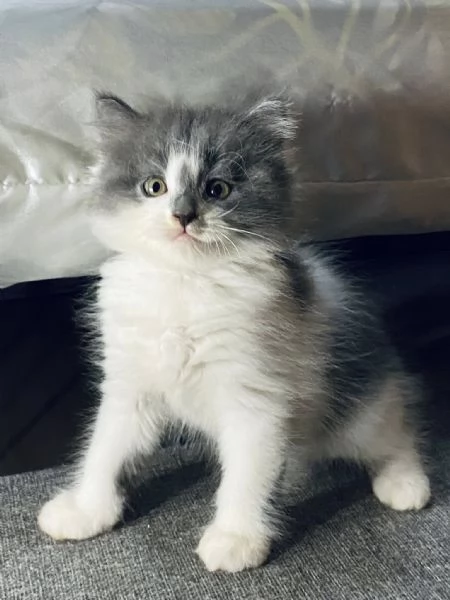 Kitten persiano disponibile in vendita