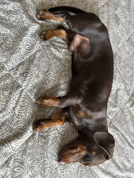 Cane in regalo 
