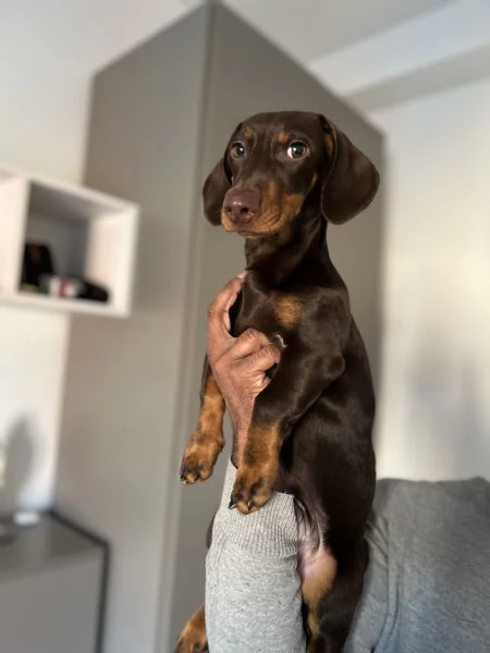 Cane in regalo  | Foto 1