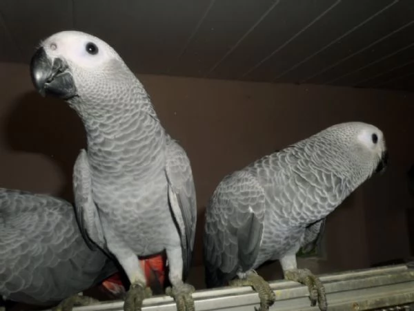Cenerino africano sano in vendita | Foto 0