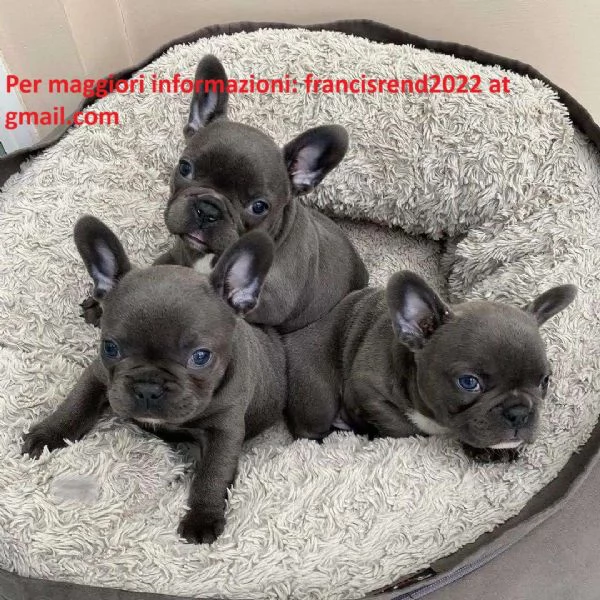 Splendidi cuccioli di bulldog francese blu