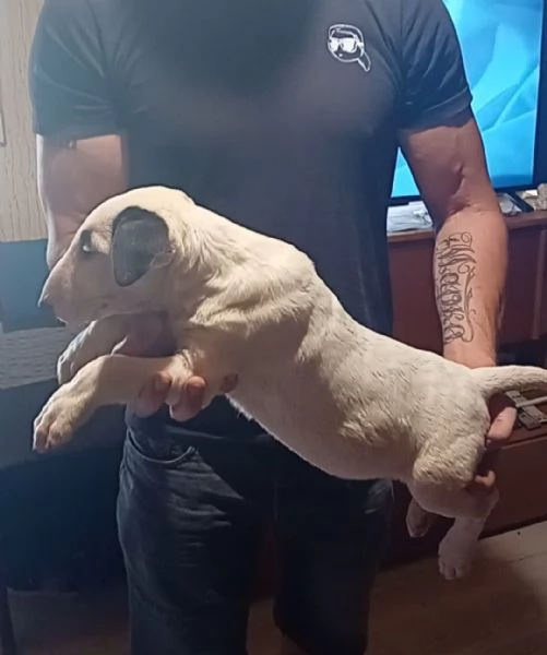 Cuccioli di Bull Terrier | Foto 4