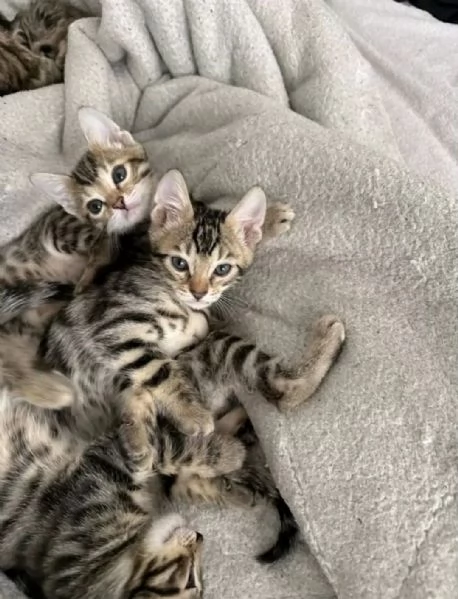 Adozione gattini bengala 