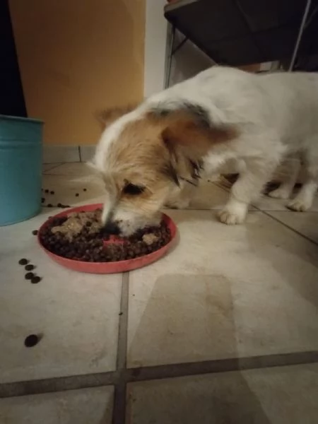 Regalo cucciolo di 3 mesi