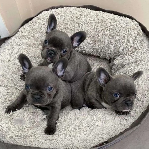 cuccioli di bulldog francese molto amichevoli giocherelloni e dolci sono registrati AKC