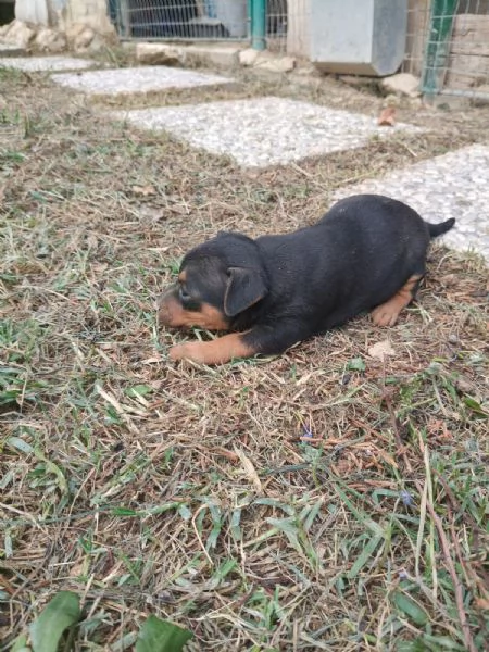 Pinscher toy | Foto 4