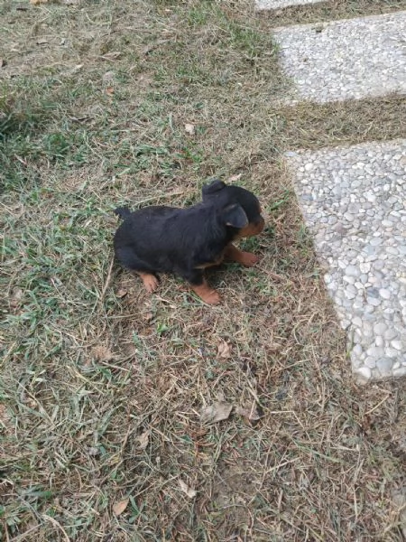 Pinscher toy | Foto 2
