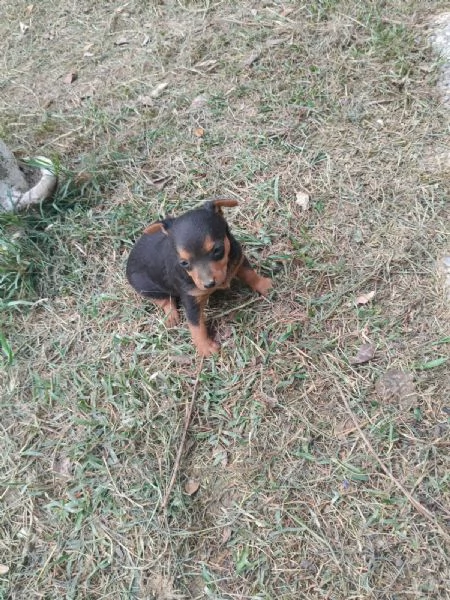 Pinscher toy