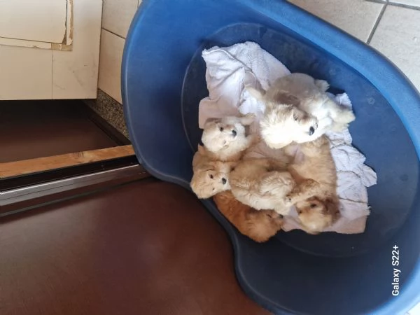 Cane maltese
