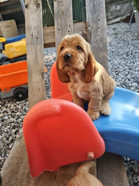 Cocker spaniel inglese  | Foto 4