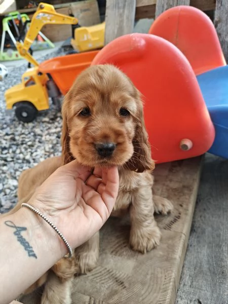 Cocker spaniel inglese  | Foto 3