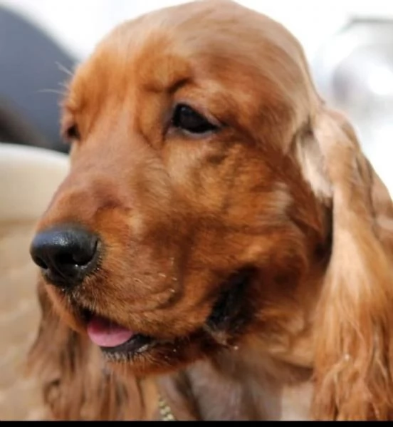 Cocker spaniel inglese  | Foto 2