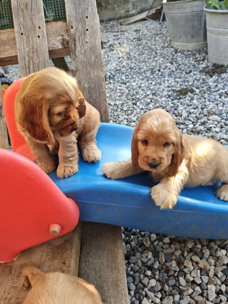 Cocker spaniel inglese  | Foto 1