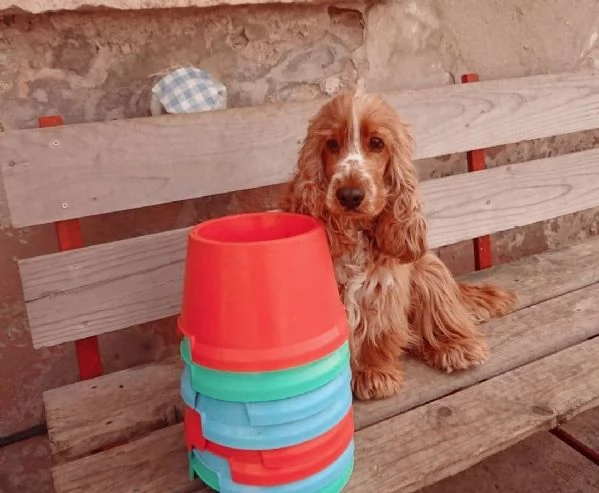 Cocker spaniel inglese  | Foto 0
