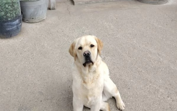 Labrador retriever 