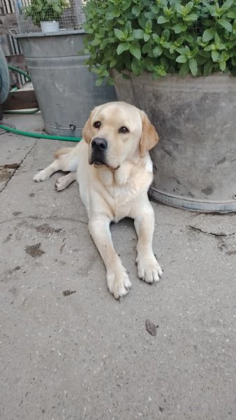 Labrador retriever  | Foto 0