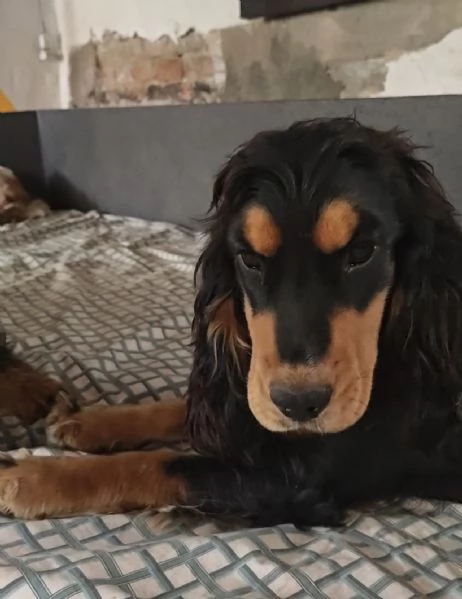 Cocker spaniel inglese  | Foto 1