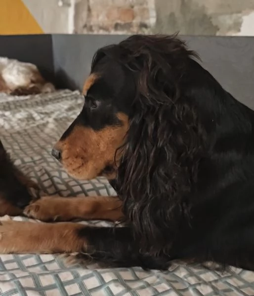 Cocker spaniel inglese  | Foto 0