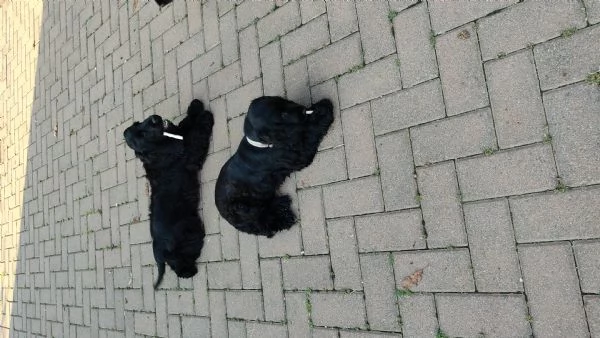 Cocker Spaniel 