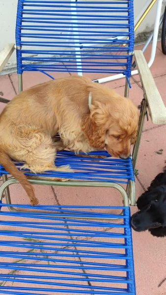 Cocker Spaniel  | Foto 2
