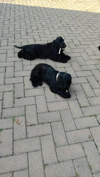 Cocker Spaniel  | Foto 1