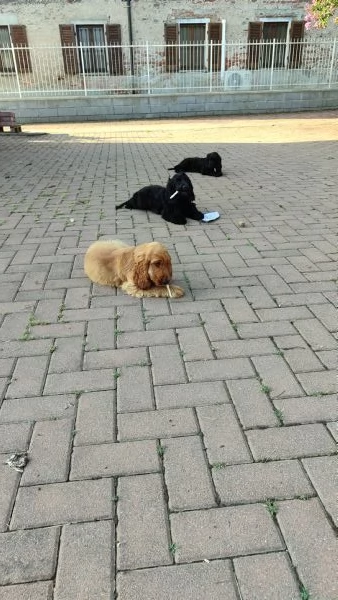 Cocker Spaniel  | Foto 0