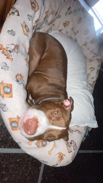 Regalo Pitbull femmina 