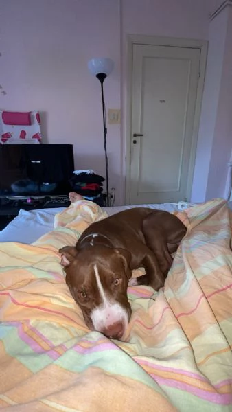 Regalo Pitbull femmina  | Foto 2
