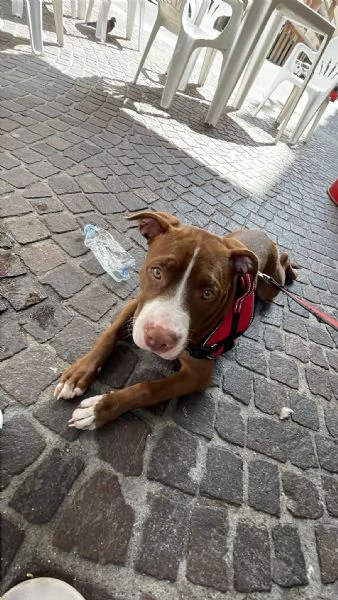Regalo Pitbull femmina  | Foto 1