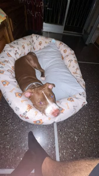 Regalo Pitbull femmina  | Foto 0