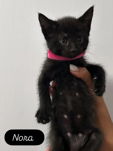 Cuccioli Maine Coon