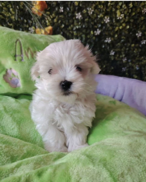 REGALO MALTESE