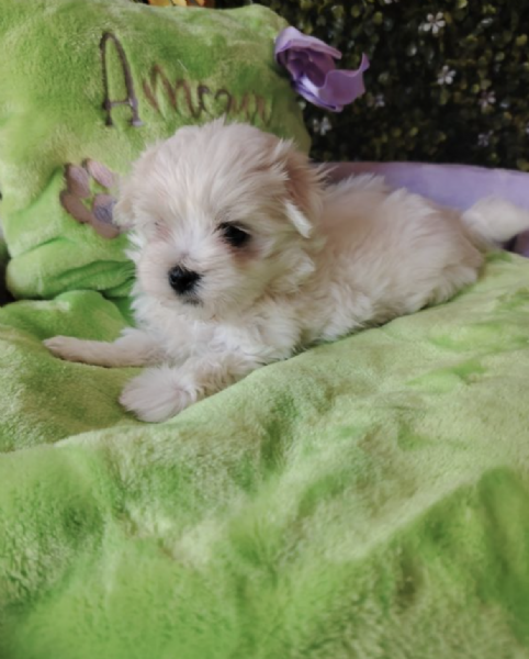 REGALO MALTESE | Foto 0
