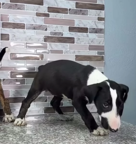 Bull Terrier cuccioli maschio e femmina