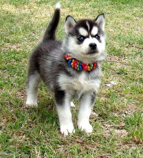 Siberian Husky cuccioli maschio e femmina | Foto 0