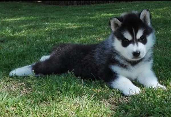 Siberian Husky cuccioli maschio e femmina