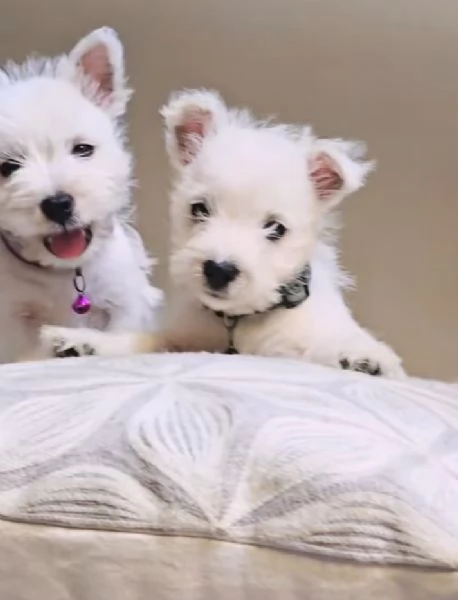 West Highland White Terrier cuccioli maschio e femmina