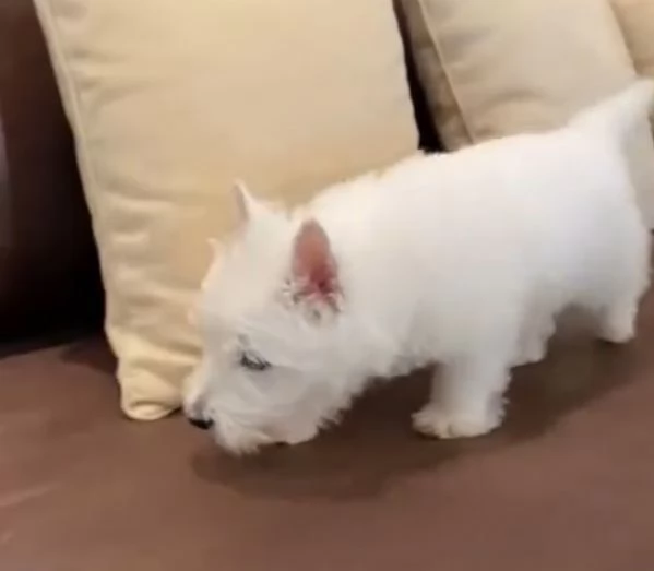 West Highland White Terrier cuccioli maschio e femmina | Foto 1