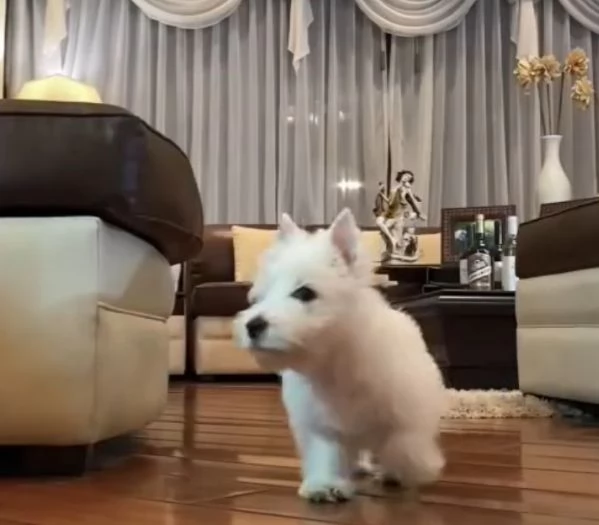 West Highland White Terrier cuccioli maschio e femmina | Foto 0