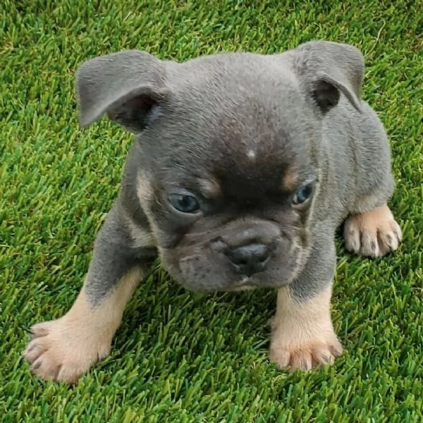 9 Bulldog Francese cuccioli maschio e femmina | Foto 0