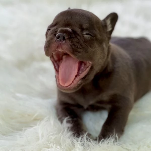 9 Bulldog Francese cuccioli maschio e femmina