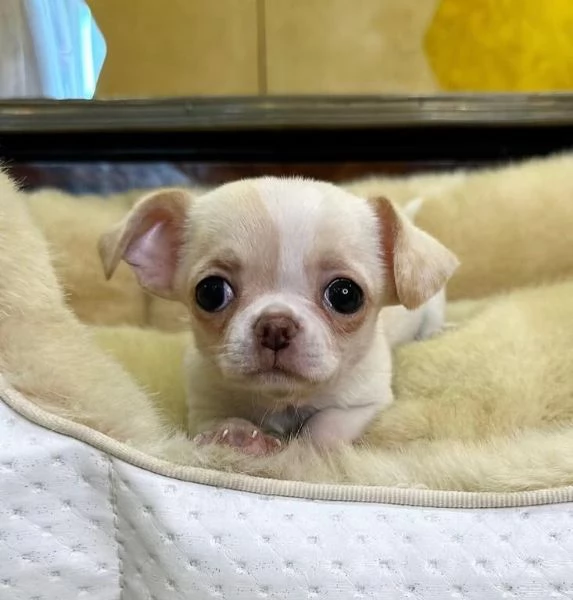  Chihuahua Toy cuccioli maschio e femmina