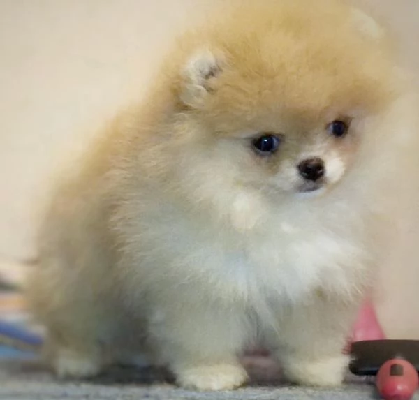  Pomeranian Toy cuccioli maschio e femmina