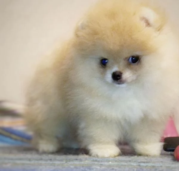  Pomeranian Toy cuccioli maschio e femmina | Foto 0