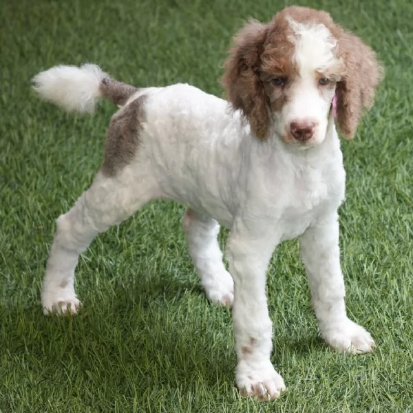 Barboncino Toy cuccioli maschio e femmina